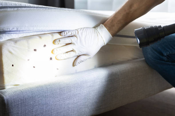 Best Local Pest Control Services  in Colony Rk, PA